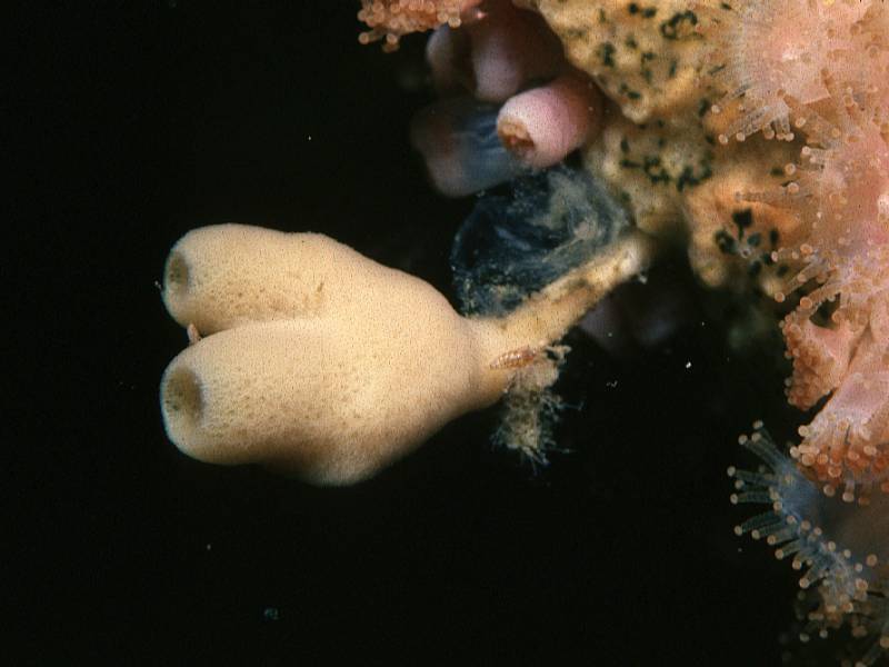 Haliclona urceola